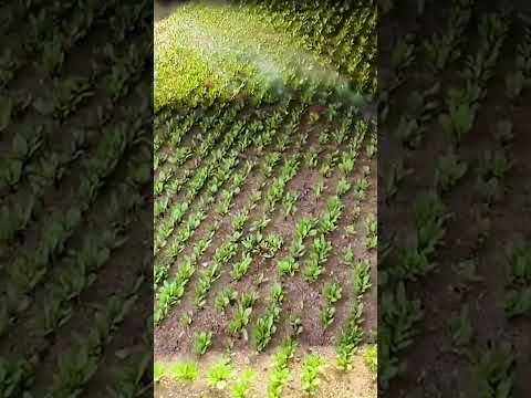 Carbon Robotics kill weeds using lasers! 🦾