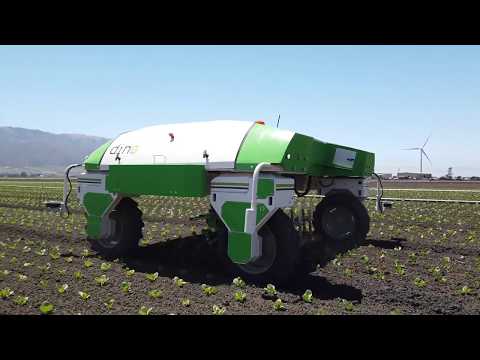 #Dino - 2019 - Lettuces fields - California